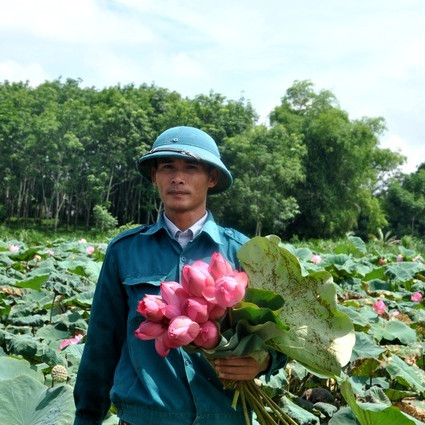 Biến vùng đất chết thành đầm sen, nông dân thu tiền tỷicon