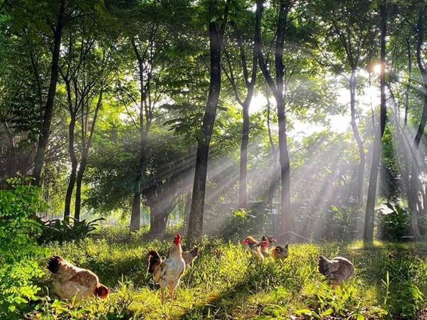 Bình minh tuyệt đẹp ở Ecopark