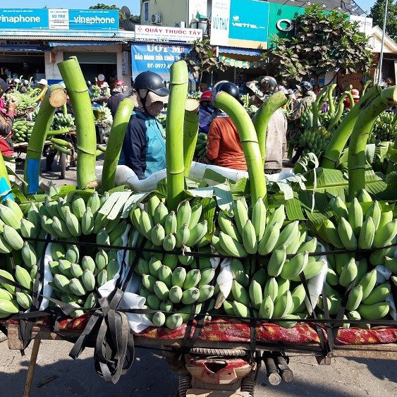 Bỏ 25 triệu đồng mua cả vườn chuối, tiểu thương thắng đậm gấp đôi khi bán 10 ngày Tết