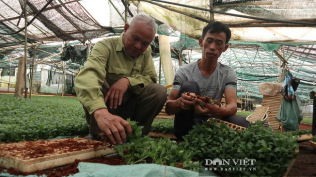 Lão nông chơi trội, bỏ 75 cây vàng mua đất chỉ để trồng hoa