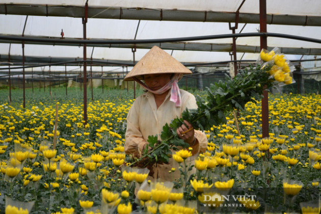 Lão nông chơi trội, bỏ 75 cây vàng mua đất chỉ để trồng hoa