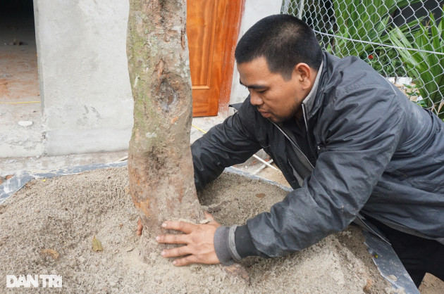 Bỏ công săn cây mai hàng trăm triệu nhưng mong... đừng bán được - 3