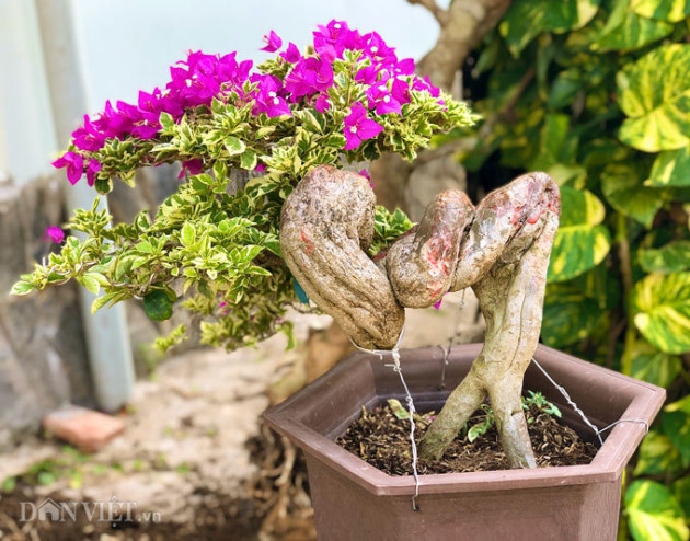 Bộ sưu tập bonsai hoa giấy hình thù độc lạ, hiếm thấy ở miền Tây