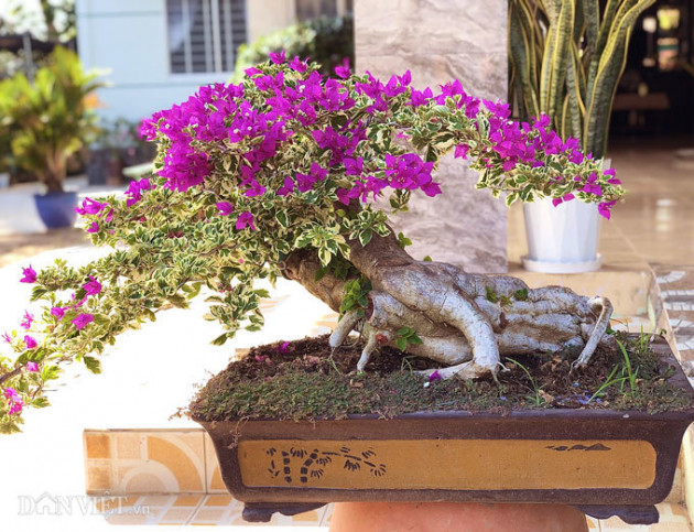 Bộ sưu tập bonsai hoa giấy hình thù độc lạ, hiếm thấy ở miền Tây