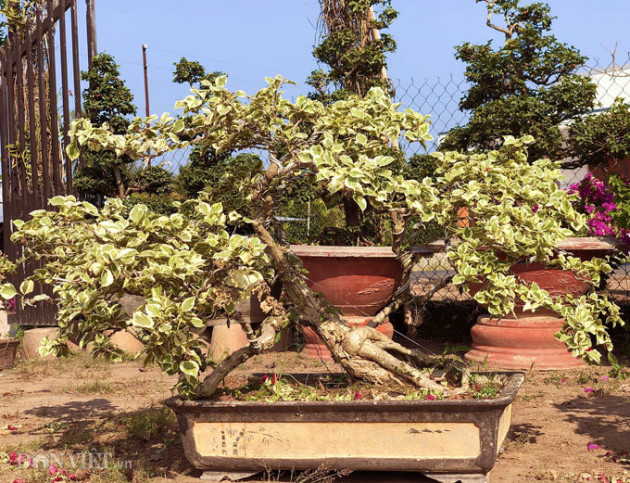 Bộ sưu tập bonsai hoa giấy hình thù độc lạ, hiếm thấy ở miền Tây