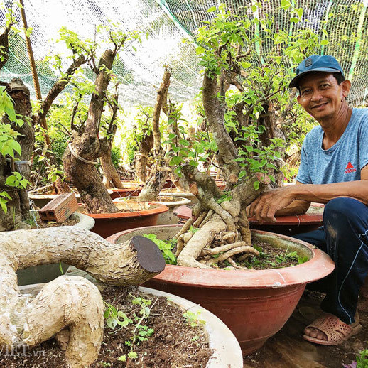 Bộ sưu tập bonsai hoa giấy hình thù độc lạ, hiếm thấy ở miền Tâyicon