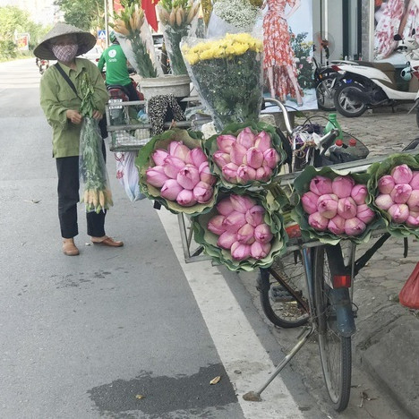 Bỏ tiền thật rước phải sen rởm, đâu là cách phân biệt?icon