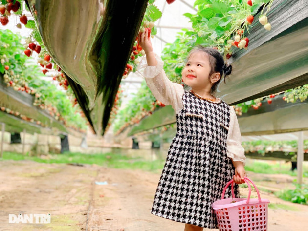 Bỏ việc, cắm sổ đỏ đi trồng dâu tây: Đón 3 vạn khách, thu 3 tỷ đồng mỗi năm - 11