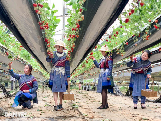 Bỏ việc, cắm sổ đỏ đi trồng dâu tây: Đón 3 vạn khách, thu 3 tỷ đồng mỗi năm - 13