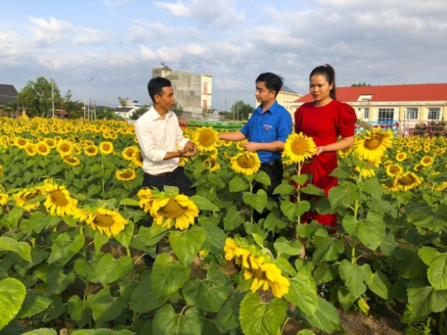 Bỏ việc công ty, chàng trai 9x khởi nghiệp với cánh đồng hoa mặt trời