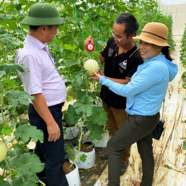 Bỏ việc về quê làm nông dân, chàng trai lãi ròng 500 triệu đồng/nămicon