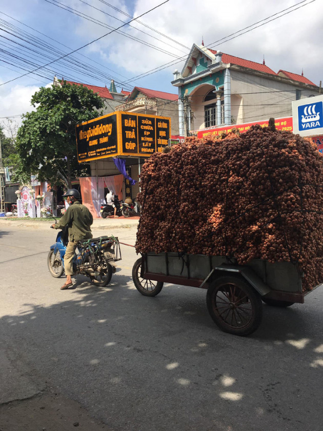 Bóc mẽ chiêu lừa hành tỏi Trung Quốc giả hàng Kinh Môn - Hải Dương