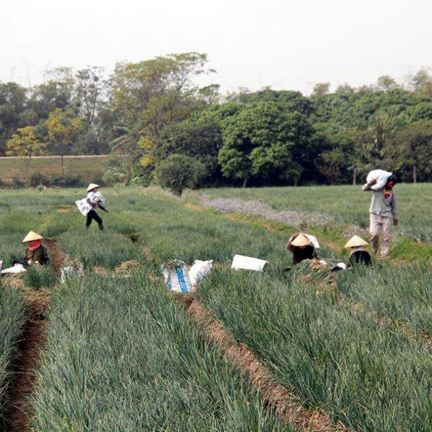 Bóc mẽ chiêu lừa hành tỏi Trung Quốc giả hàng Kinh Môn - Hải Dươngicon