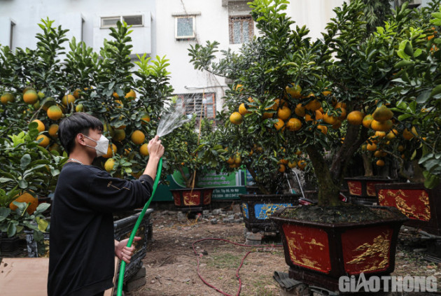 Bưởi cảnh cổ thụ giá 50 triệu đồng xuống phố chờ đại gia 'đón' về chơi Tết