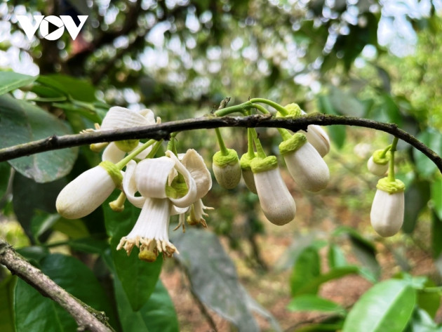 Bưởi cổ thụ cho thu nhập tiền tỷ mỗi năm