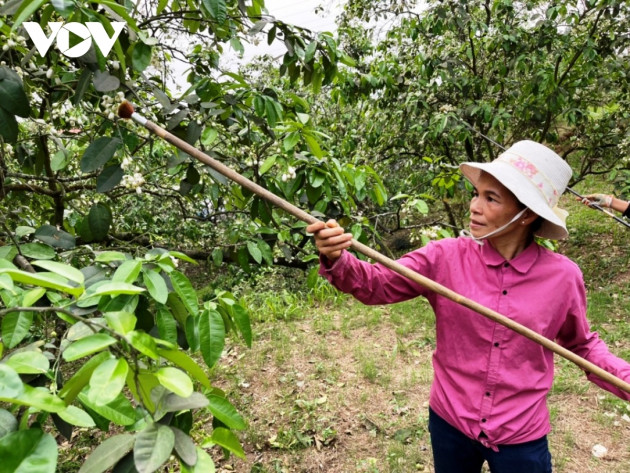 Bưởi cổ thụ cho thu nhập tiền tỷ mỗi năm