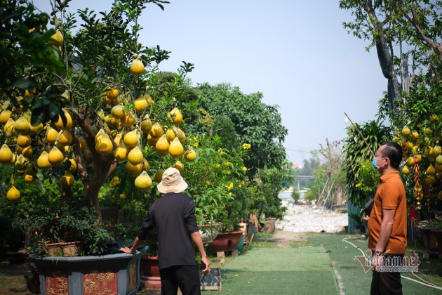 Bưởi Diễn đổ bộ Sài thành: 20 triệu/cây, trưng nửa năm chưa rụng quả