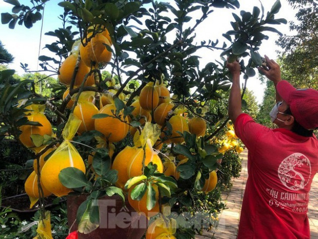 Bưởi trăm trái giá hàng chục triệu đồng xuất hiện ở TP.HCM