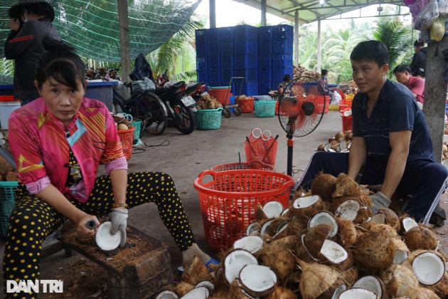 Cả chục công đoạn làm ra món 'cơm' dừa trắng ngần ngọt lịm đặc sản Bến Treicon