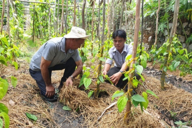 Cả làng ấm no nhờ trồng lá trầu để... xuất ngoại