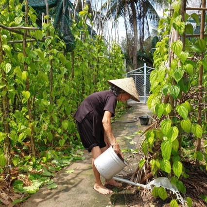 Cả làng ấm no nhờ trồng lá trầu để... xuất ngoạiicon