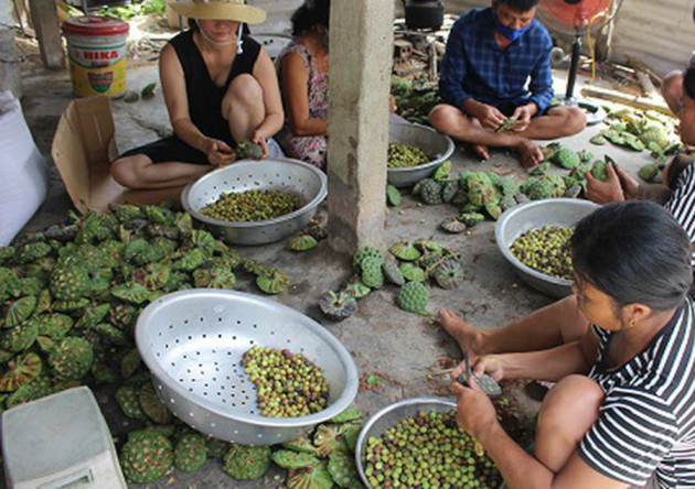 Cả làng trồng sen, chỉ bán hạt cũng lãi gấp đôi so với cấy lúa