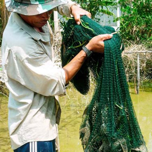 Cá Ma xuất hiện, hiểm họa trên sông, nông dân khiếp sợ