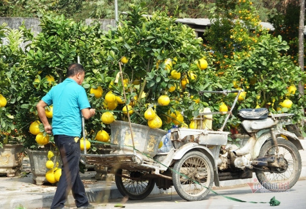 Cả năm được 1 dịp, quần quật sớm tối, thu tiền triệu mỗi ngày