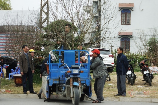 Cả năm được 1 dịp, quần quật sớm tối, thu tiền triệu mỗi ngày