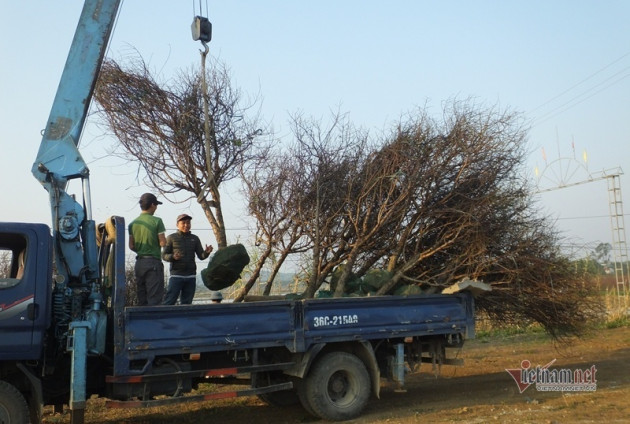 Cả năm được 1 dịp, quần quật sớm tối, thu tiền triệu mỗi ngày