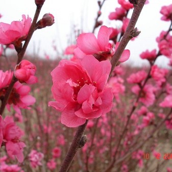 Cách chọn và giữ hoa đào đẹp ngày Tết đón tài lộc vào nhà