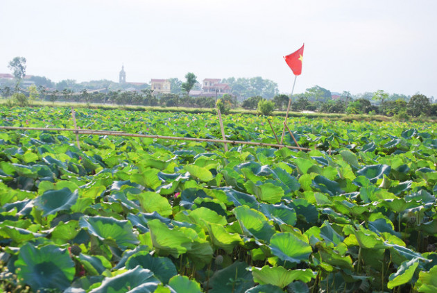 Cách Hà Nội 50km, dân bỏ làm ăn xa về làng kiếm tiền triệu nhờ 1 loài hoa