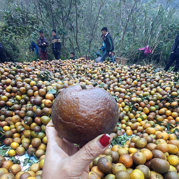 Cam sành Hà Giang siêu rẻ: 6 nghìn đồng/kg, mua cả yến vắt uống cả líticon