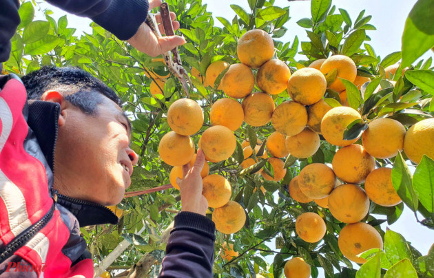 Cam 'tiến vua' giá hơn 100.000 một quả đứng trước nguy cơ thất truyền