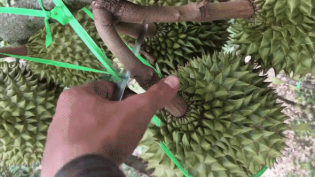 Cảnh thu hoạch sầu riêng ở Việt Nam khiến nhiều người xem 'giật thót tim'