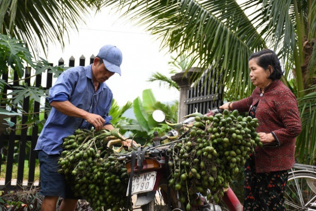 Cau Tết tăng giá 'chóng mặt', nông dân kiếm tiền triệu mỗi ngày