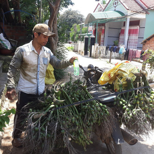 Cau tươi tăng giá 4 lần, nông dân sợ không dám bán