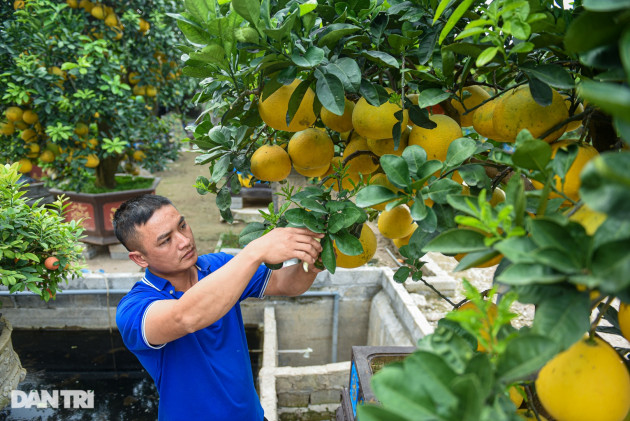 Cây bưởi dáng độc, khách 