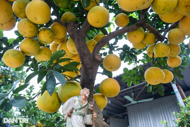 Cây bưởi dáng độc, khách 