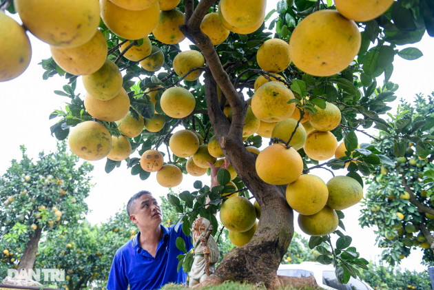 Cây bưởi dáng độc, khách 