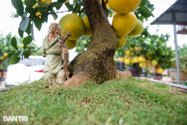 Cây bưởi dáng độc, khách 