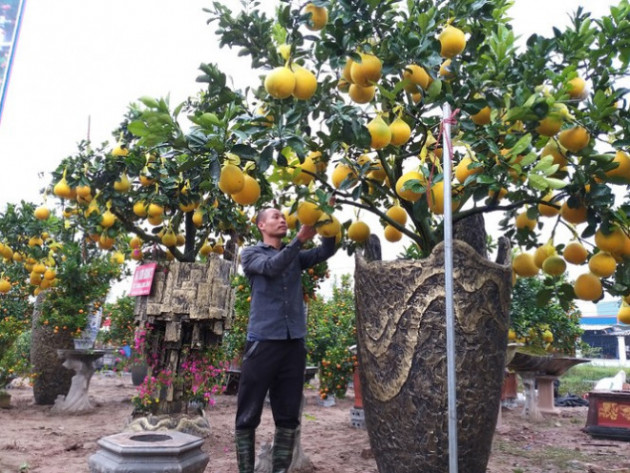 Cây cảnh... lãnh đủ: Ma trận bonsai