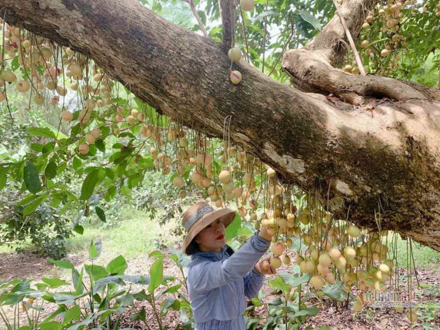 Cây cổ thụ nghìn quả đỏ hồng từ gốc tới ngọn: Đại gia xin mua, cụ chủ lắc đầu