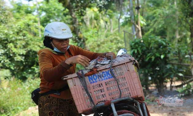 Cây cổ thụ nghìn quả đỏ hồng từ gốc tới ngọn: Đại gia xin mua, cụ chủ lắc đầu