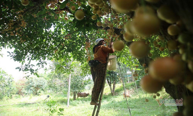 Cây cổ thụ nghìn quả đỏ hồng từ gốc tới ngọn: Đại gia xin mua, cụ chủ lắc đầu