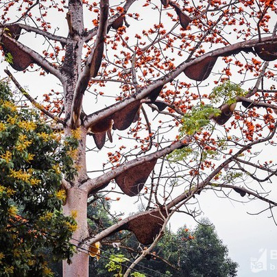 Cây gạo đỏ rực có gần 30 đàn ong làm tổ ở Nghệ An