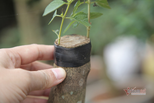 Cây hoa 5 màu nở trên thân cây dại: Hàng lạ tết này, ra giá tiền triệu