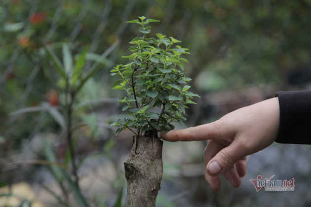 Cây hoa 5 màu nở trên thân cây dại: Hàng lạ tết này, ra giá tiền triệu