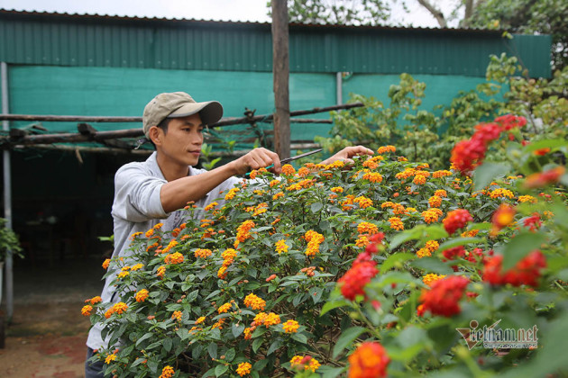 Cây hoa 5 màu nở trên thân cây dại: Hàng lạ tết này, ra giá tiền triệu