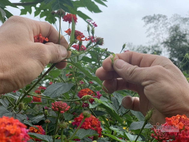 Cây hoa 5 màu nở trên thân cây dại: Hàng lạ tết này, ra giá tiền triệu